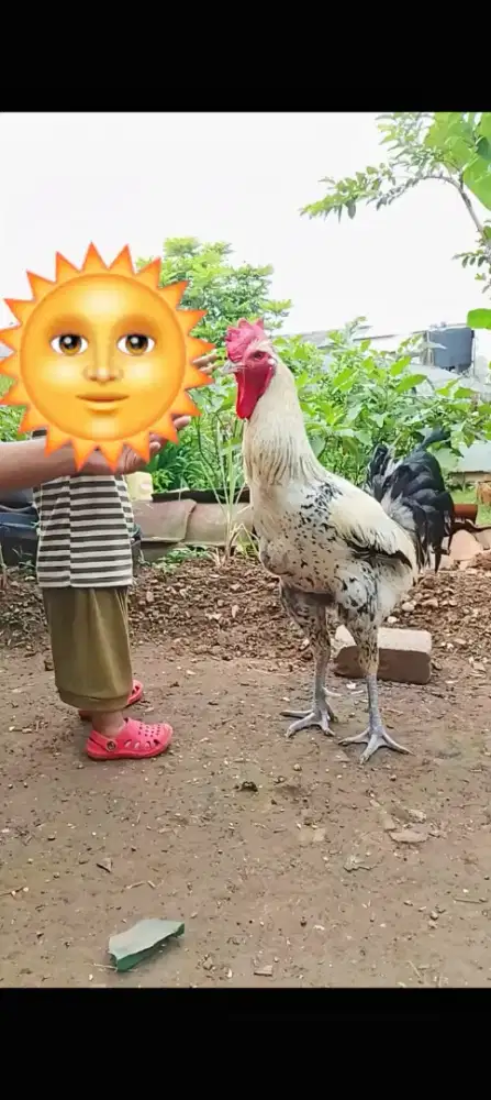 Ayam pelung jantan