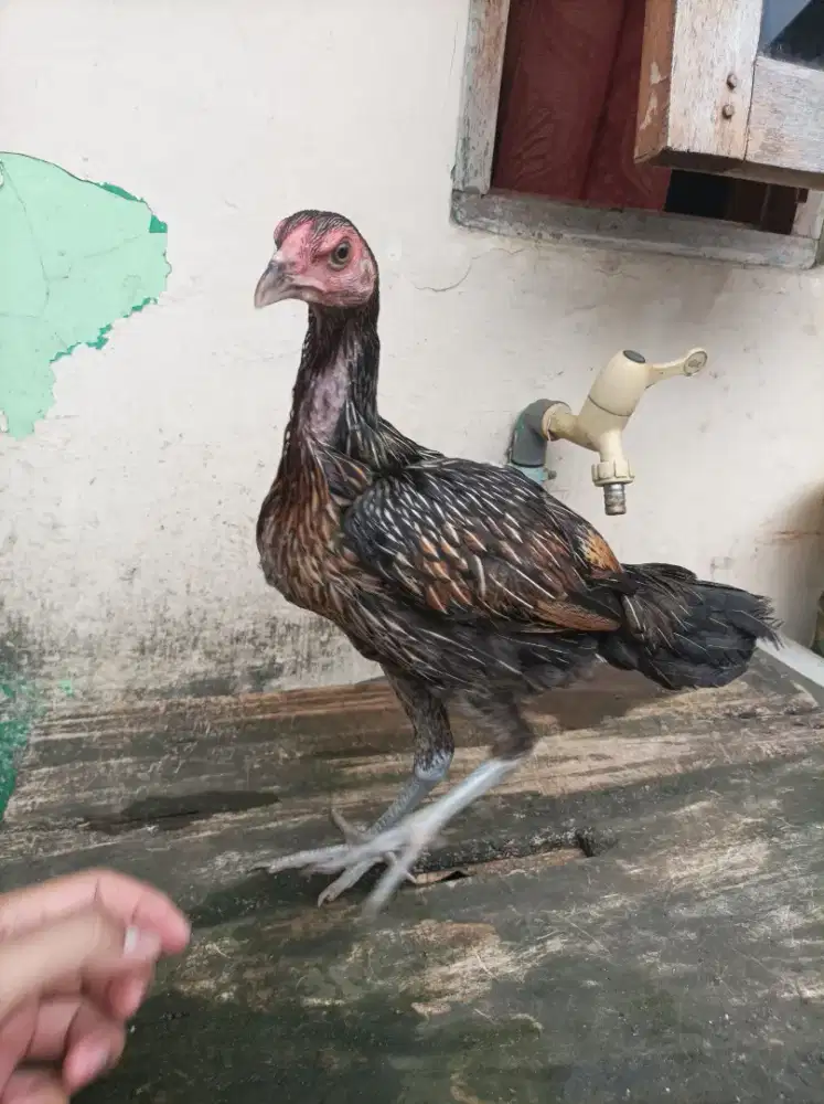 Ayam bangkok pama