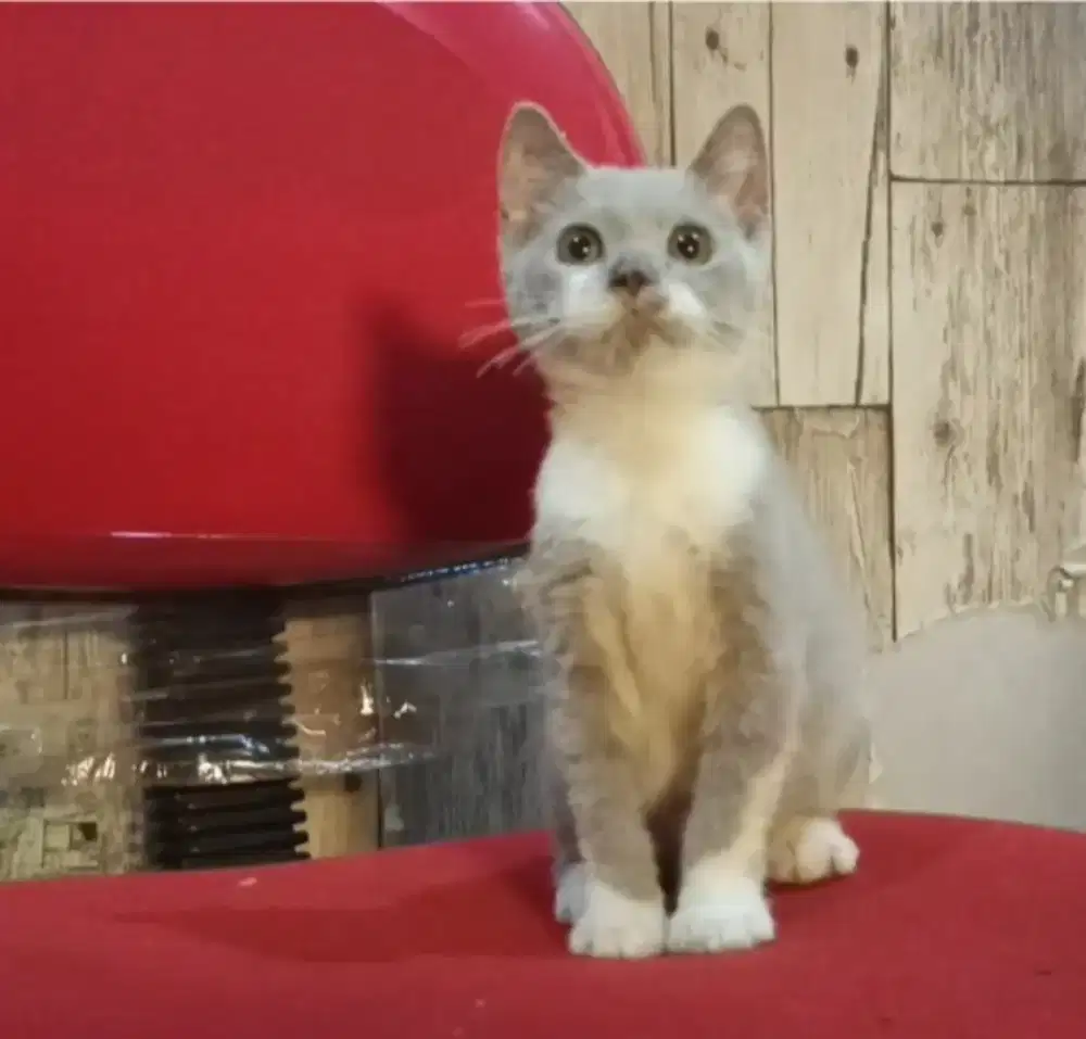 Bsh mix lilac bico jantan