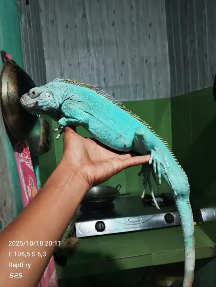 Blue iguana jantan size 95cm