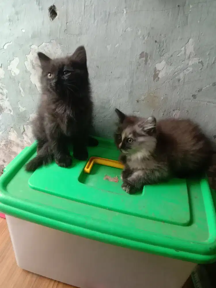 Kucing betina lincah