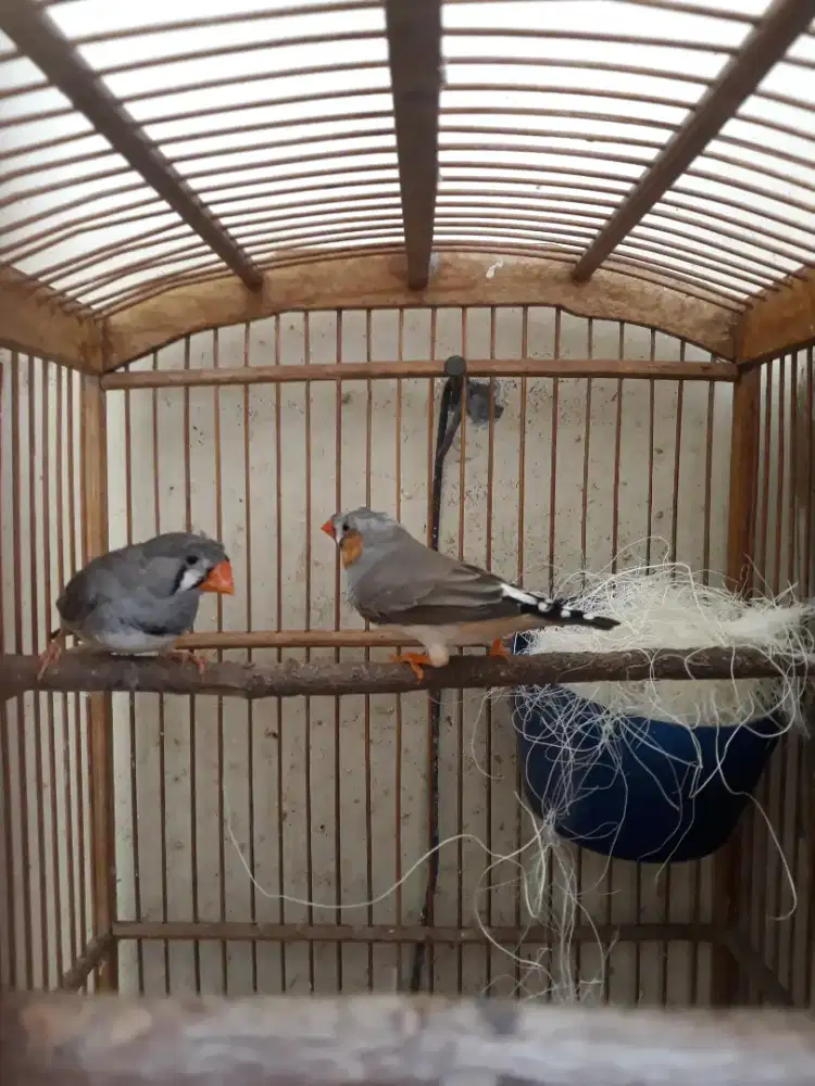 Zebra Finch Jambul Sepasang - Jarang Ada