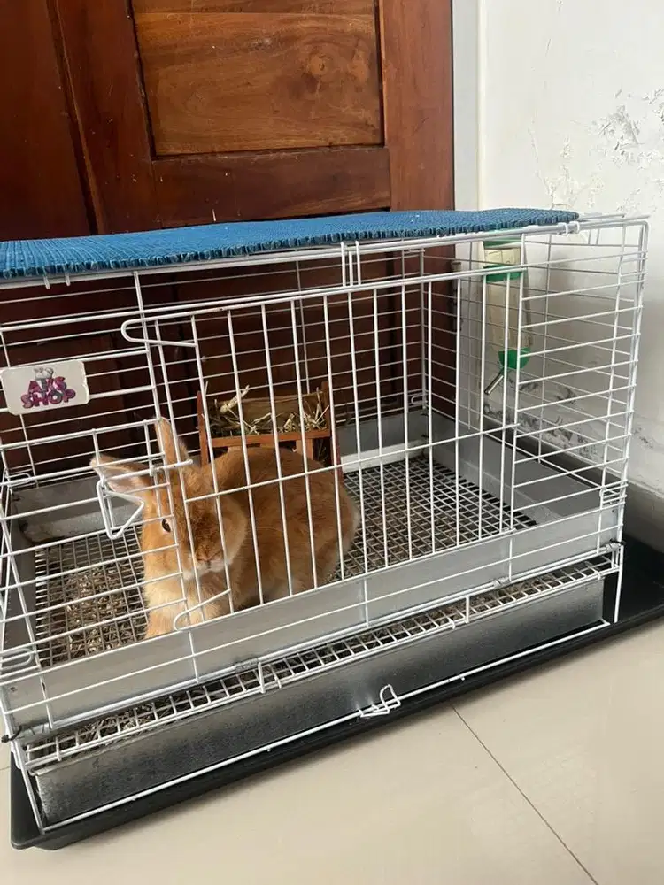 Kelinci netherland dwarf