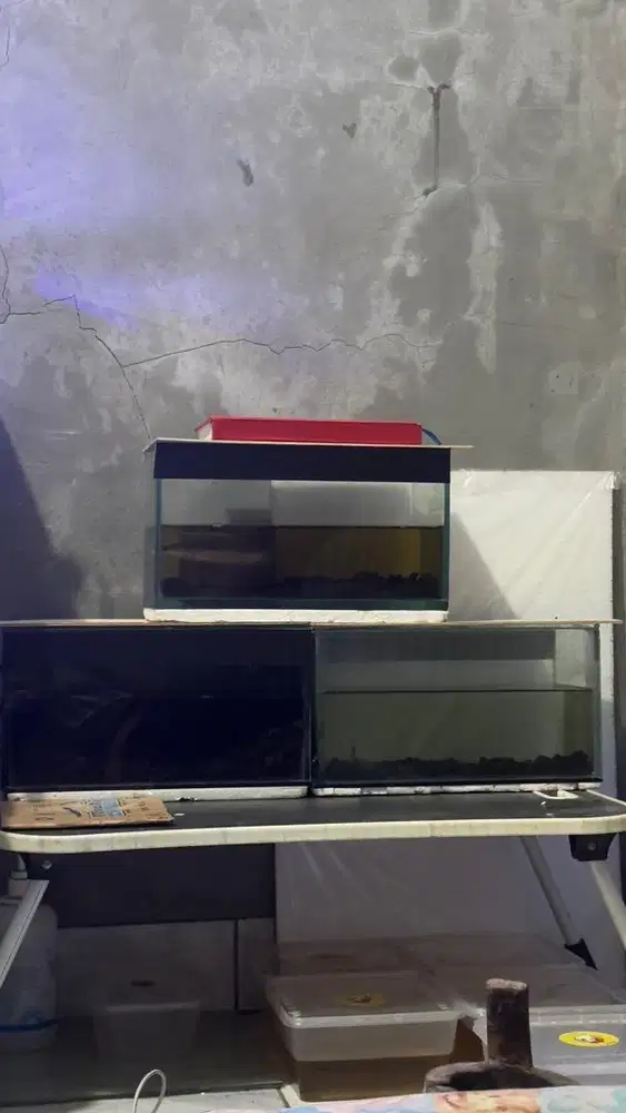 Channa murah bahan progres udah sortiran
