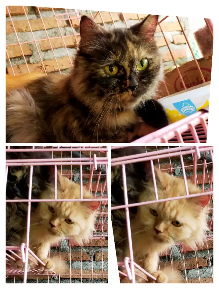 Kucing persia indukan sehat gemuk jinak Free adop