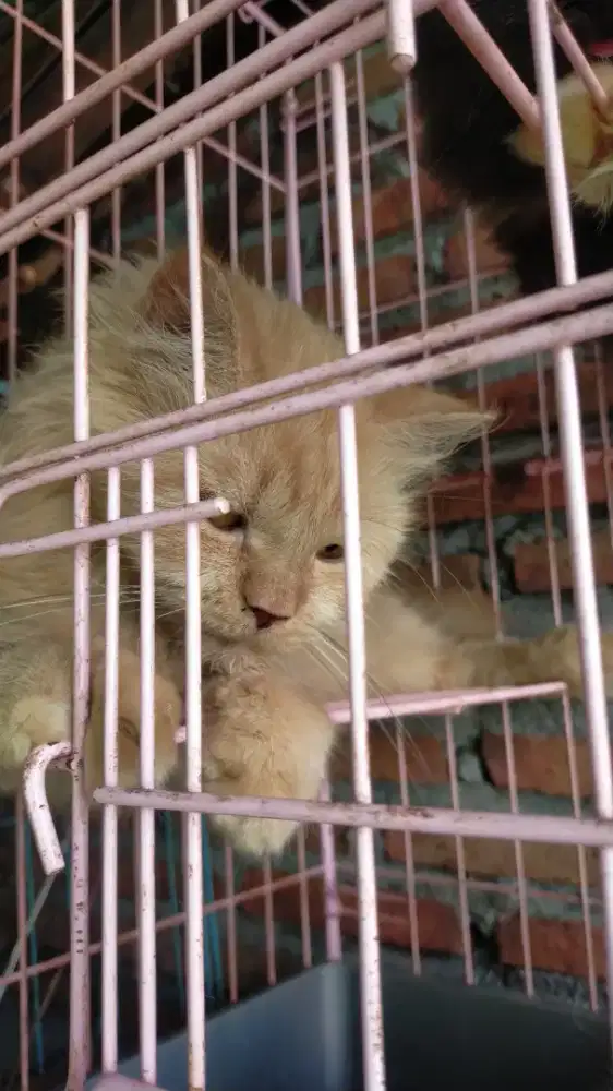 Free Adop Kucing persia indukan sehat gemuk jinak