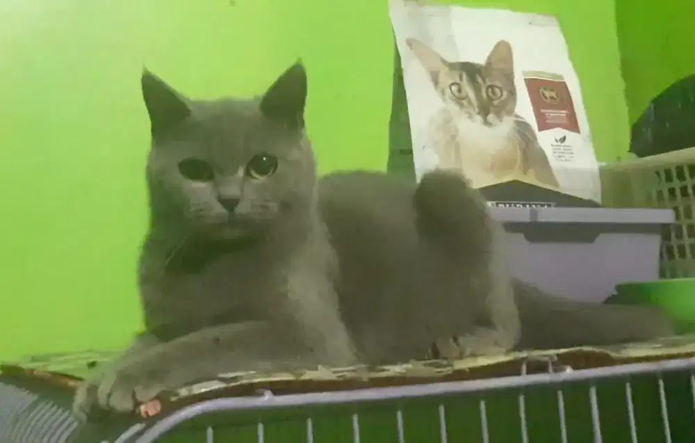 KUCING BSH BRITISH SHORTHAIR SF SCOTTISH FOLD MUNCHKIN EXO PEAKNOSE
