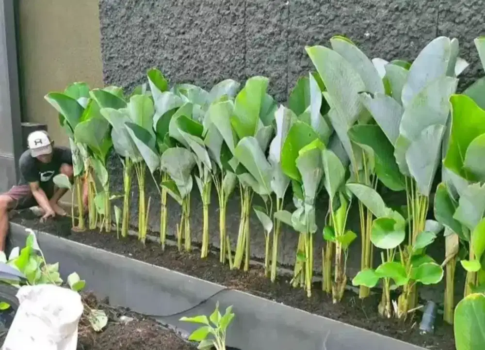 Pohon chalatea siap tanam