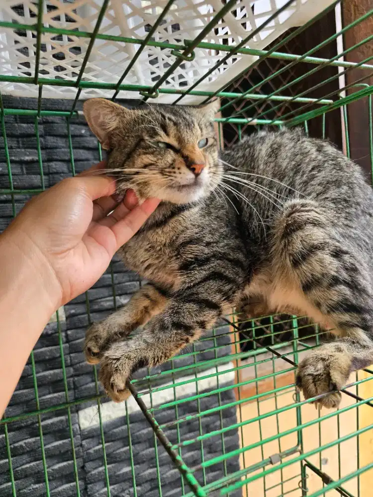 Mix dom jantan bonus kandang tas