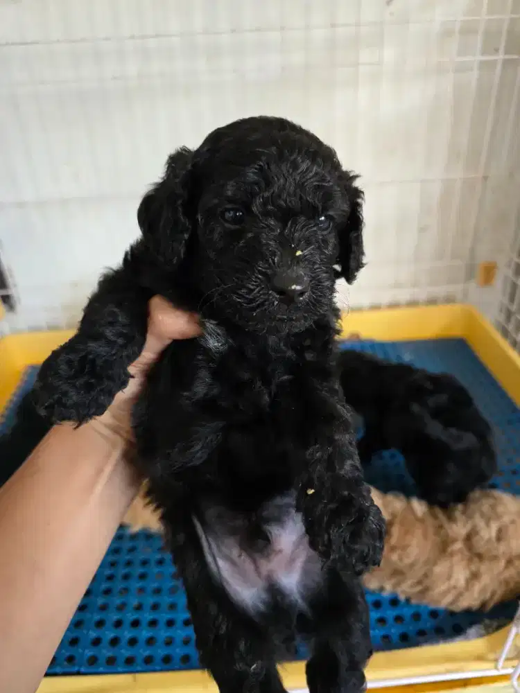 Black poodle hitam jantan betina