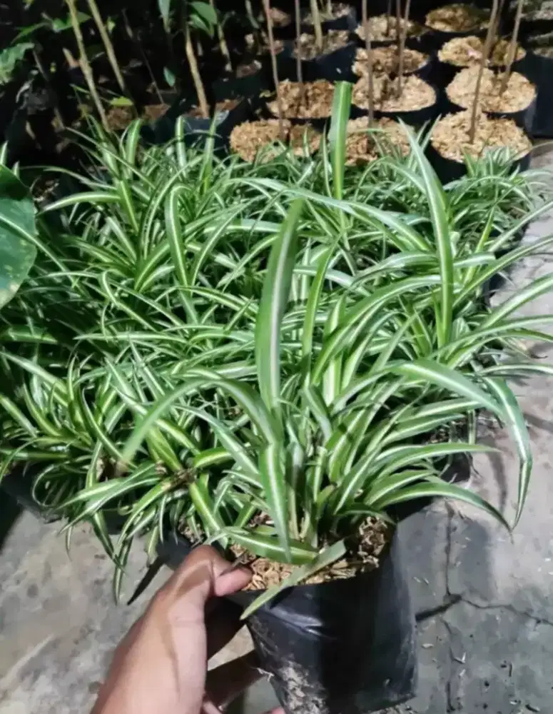 Pohon lylyparis