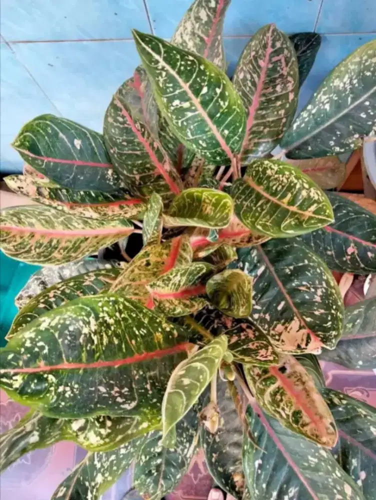 Pohon aglonema donacarmen