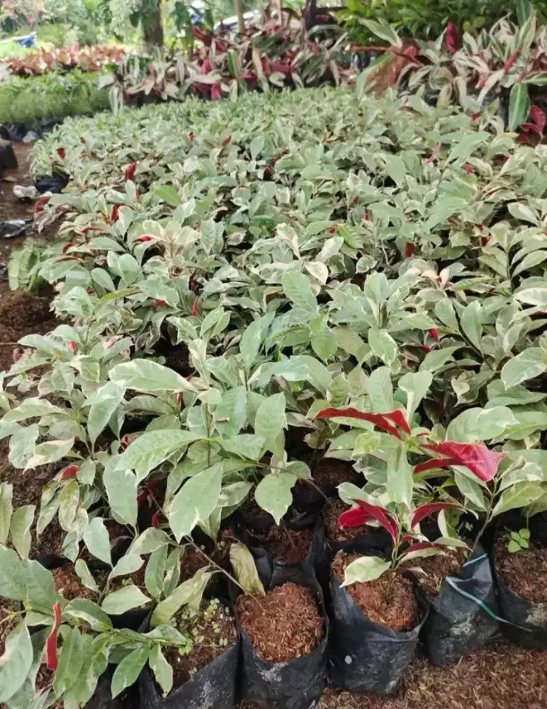 Pohon sambang dara
