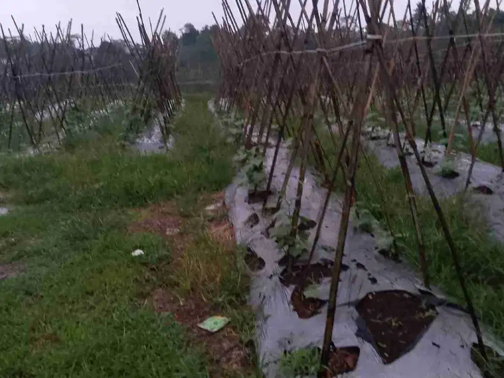 di jual tanah kebun di Sukabumi