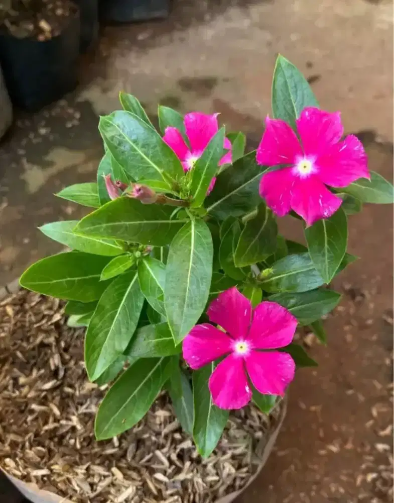 Pohon bungga pinca warna warni