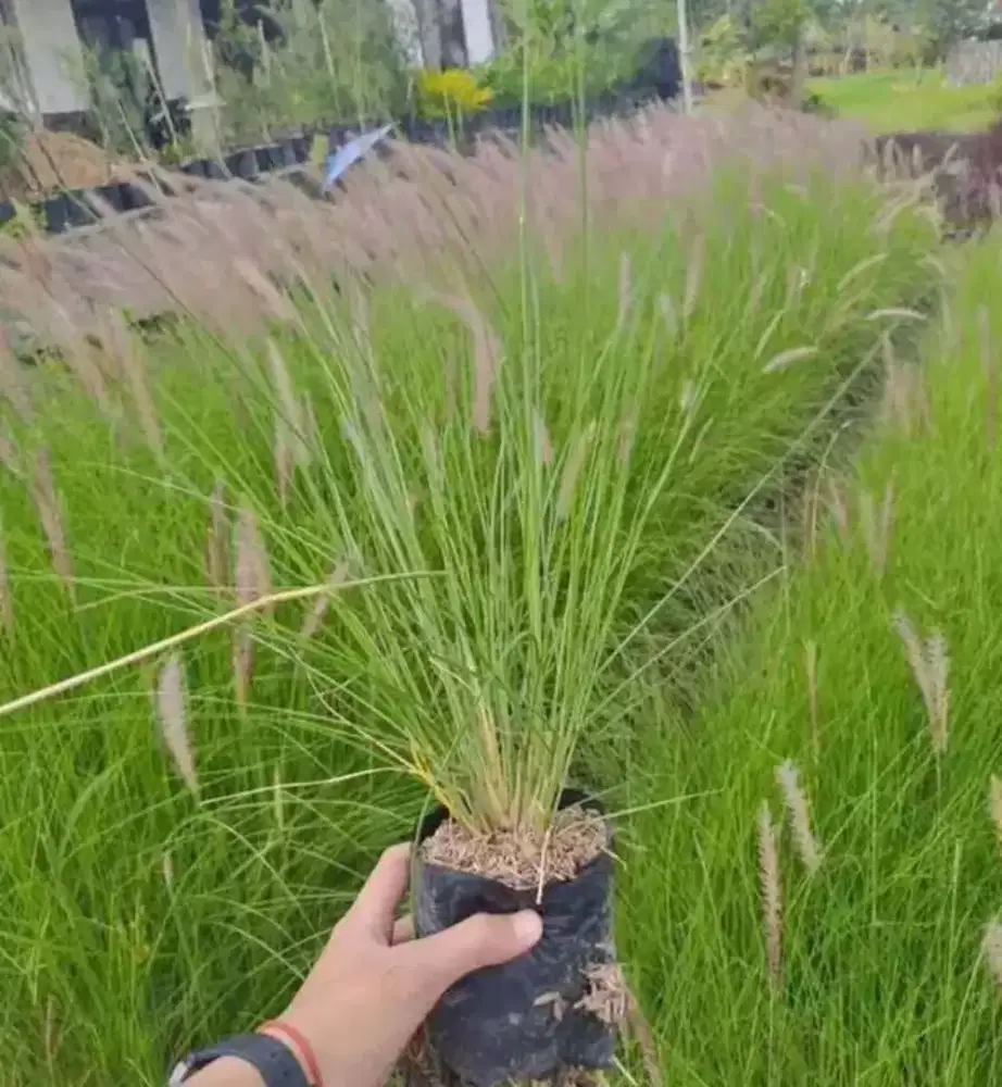 Pohon alang alang