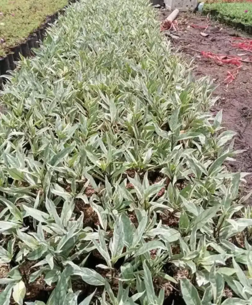 Pohon bungga kertas