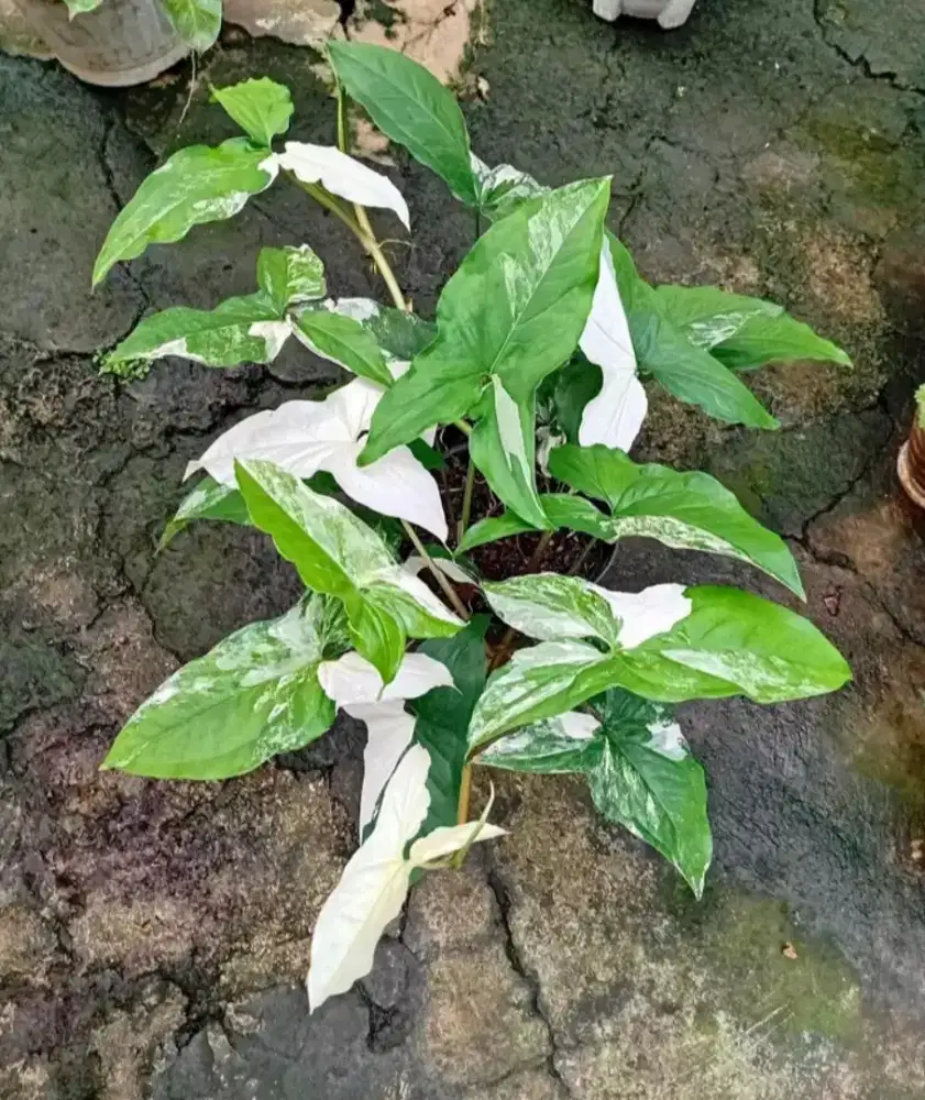 Pohon sgonium variegata