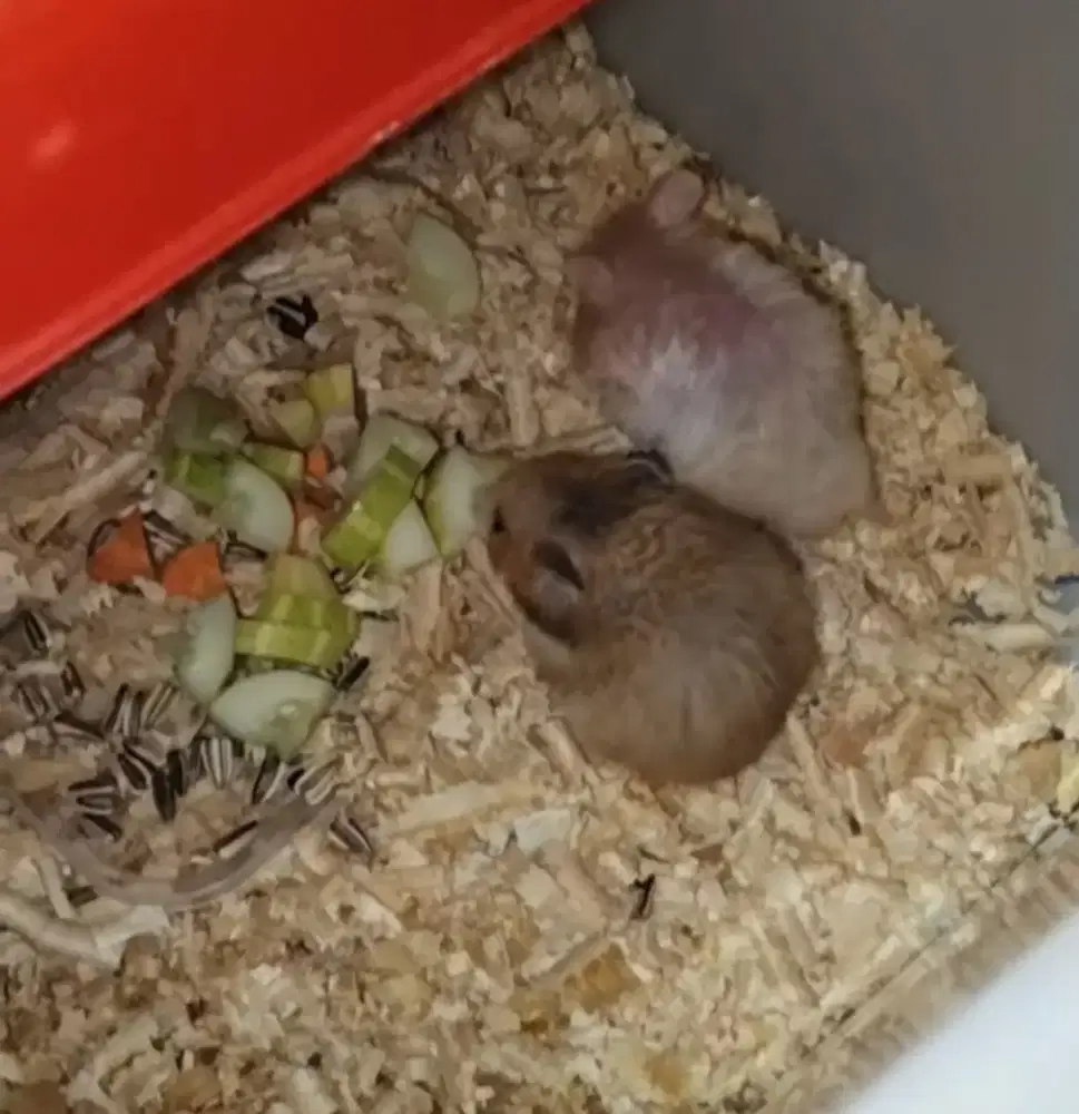 Hamster beserta peralatannya