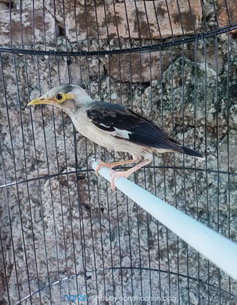Burung jalak anakan