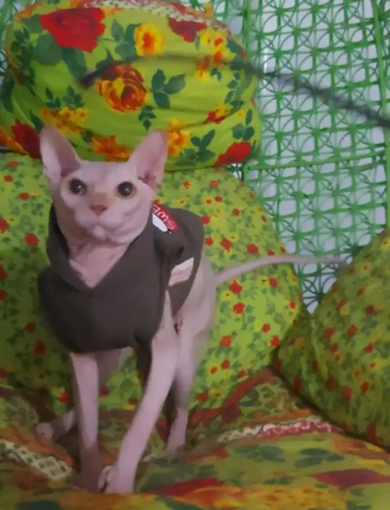 Sphynx White Solid ( Pink Bersih ) Jantan