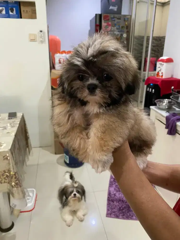 mini shihtzu jaminan pure