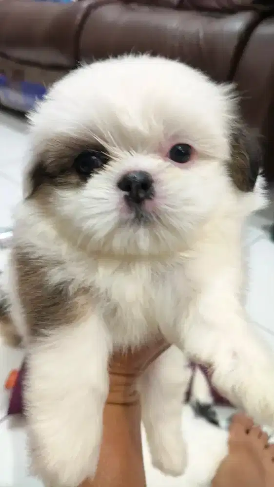 mini shihtzu good quality
