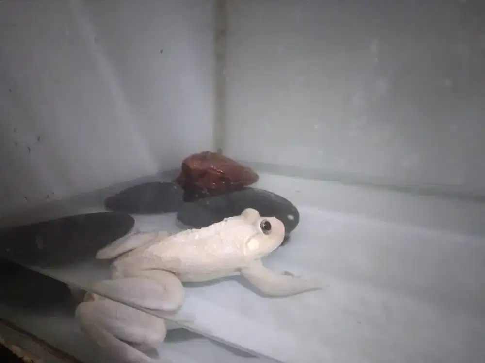 Kodok bullfrog albino mata merah fengsui hoki full set aquarium