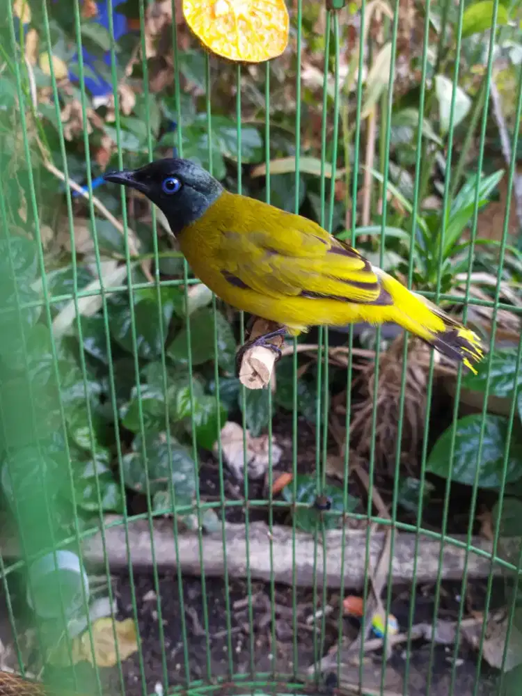 Burung lincang / kutilang sutra