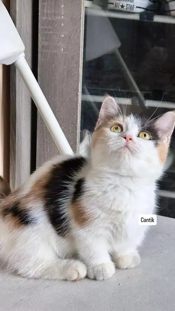 Kucing bsh british shorthair munchkin british short hair
