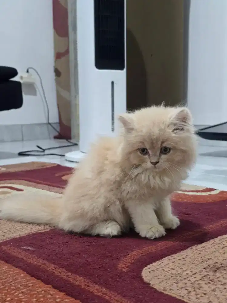 Kucing Kitten Persia Longhair Peaknose