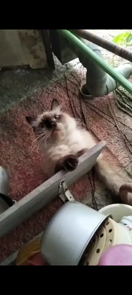 Kucing persia betina usia