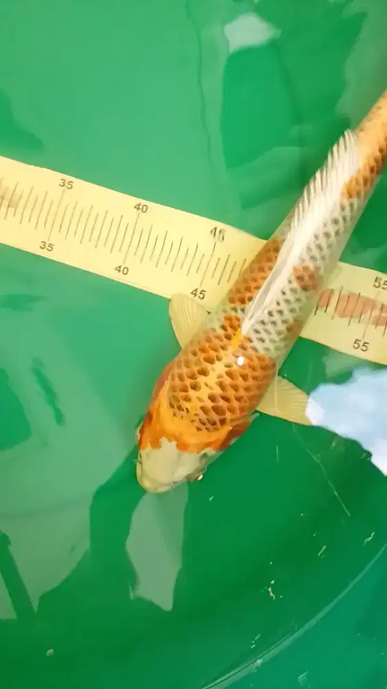 Ikan koi jenis Kujaku uk 37cm jantan