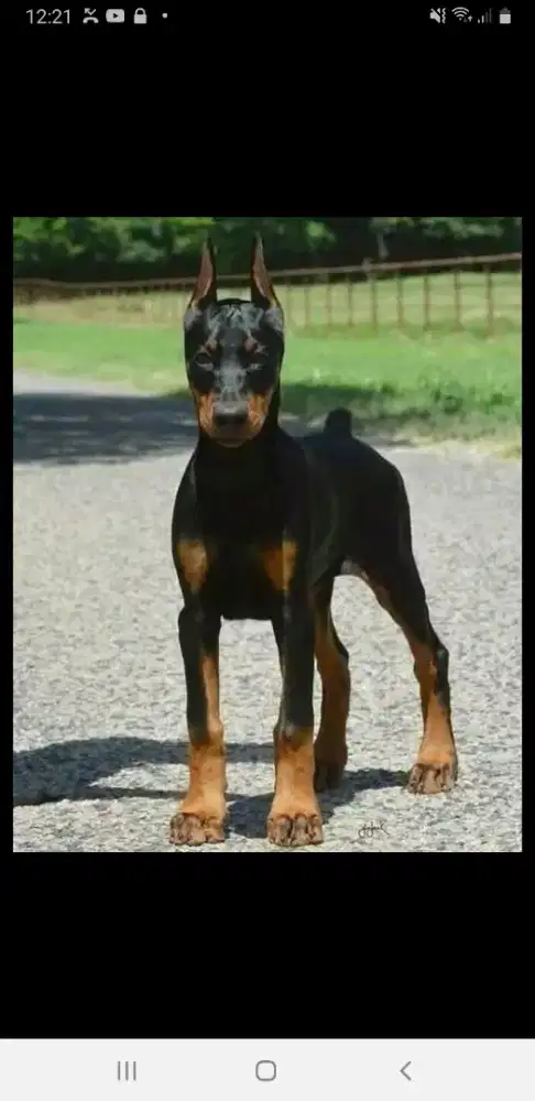 Doberman menjelang 5 buln,sehat udah keren siap buat indukan ,.