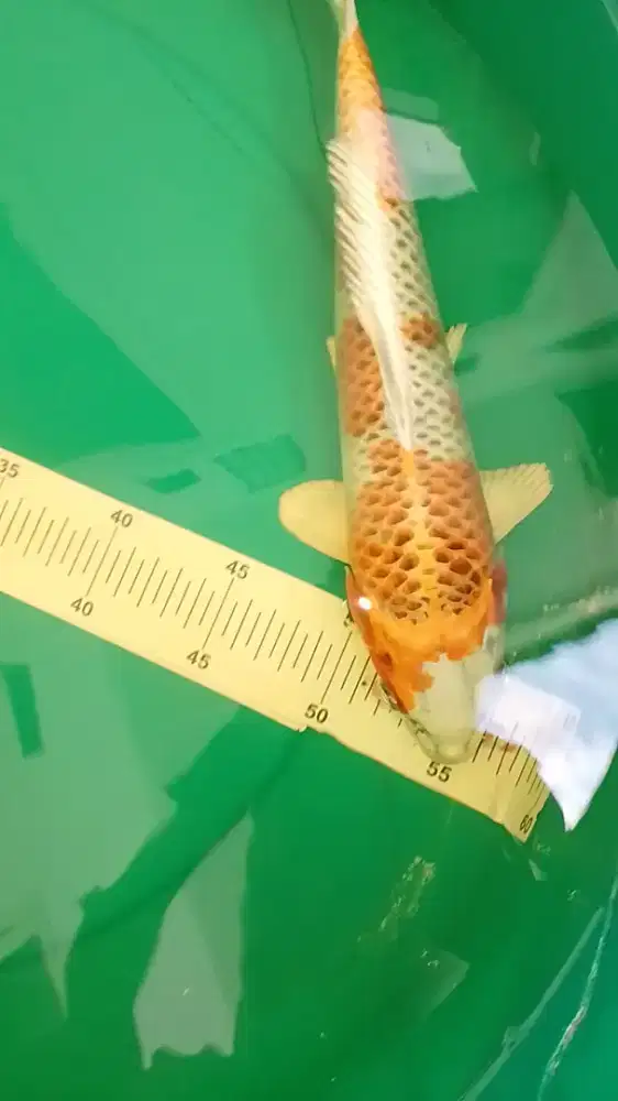 Ikan koi jenis Kujaku 37cm HQ