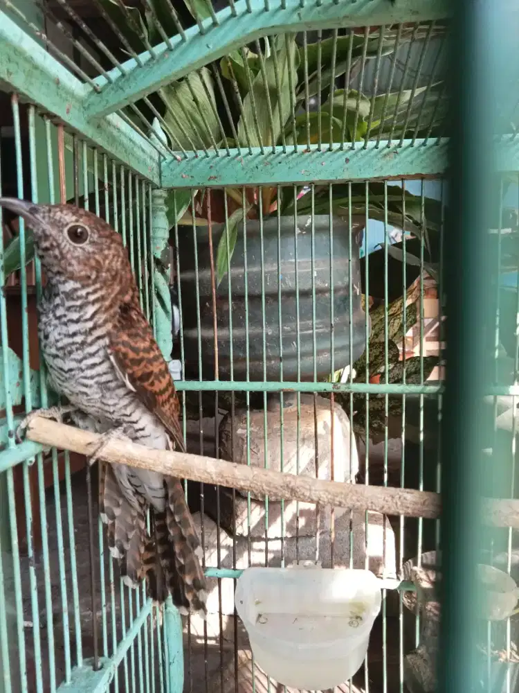 Burung kedasih lurik
