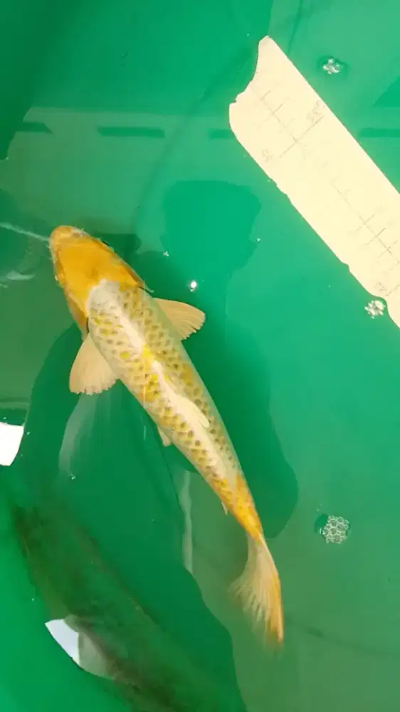 Ikan koi jenis Hariwake ukuran 29cm