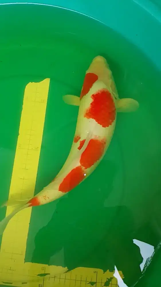 Ikan koi Kohaku 42cm betina jumbo body