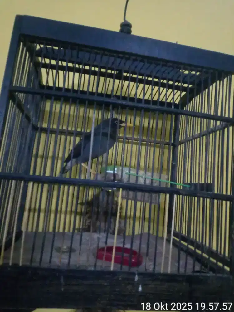 burung jalak kebo plus kandang