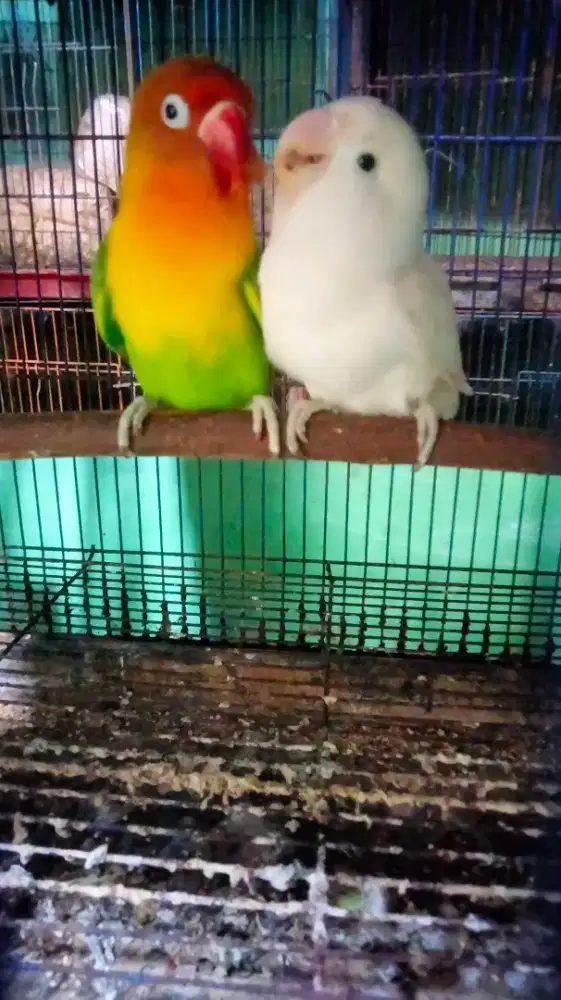Lovebird Albino Bersih dan Green Series Sepasang Sudah Produksi