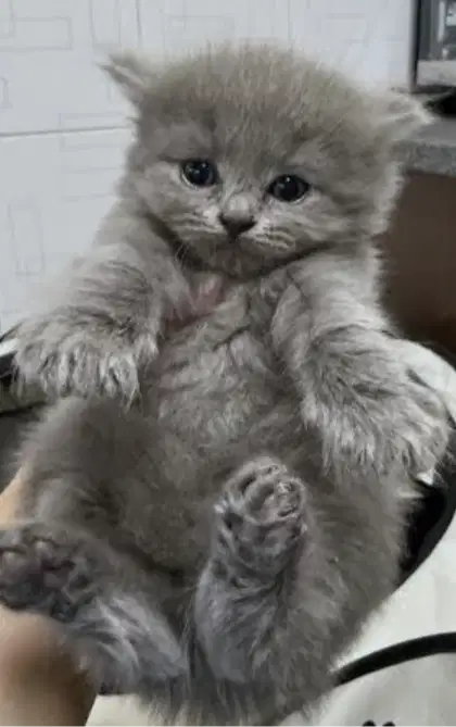 Kucing kitten British jantan lucu
