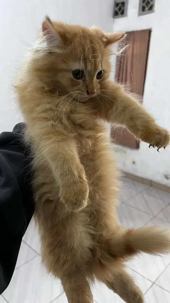 Kucing persia long hair