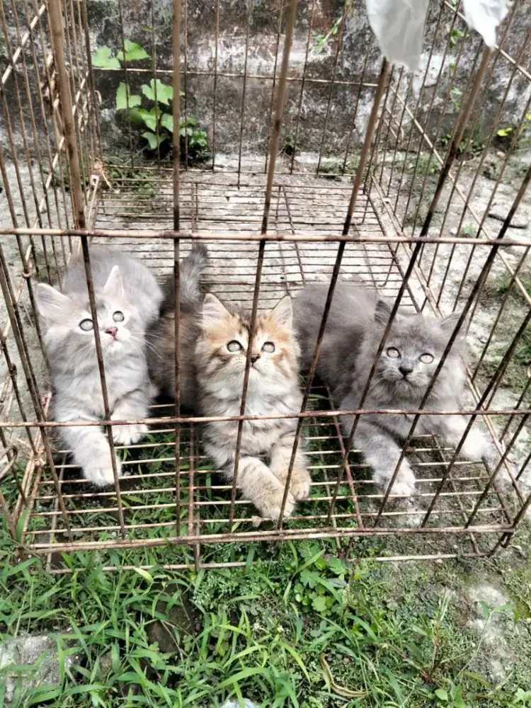 Kucing kitten persia medium / anggora / himalaya / peaknose / flatnose