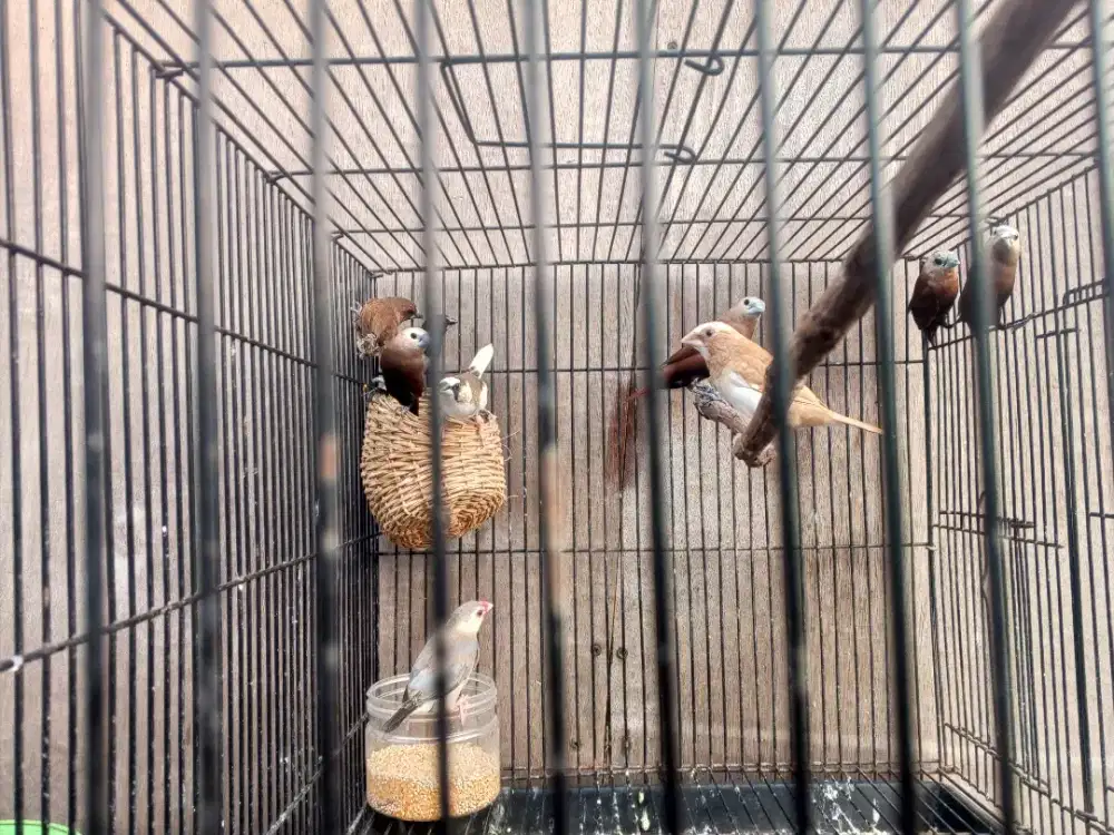 Burung Emprit Jepang dan lainnya