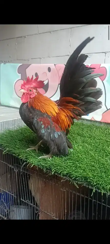 Ayam serama jantan