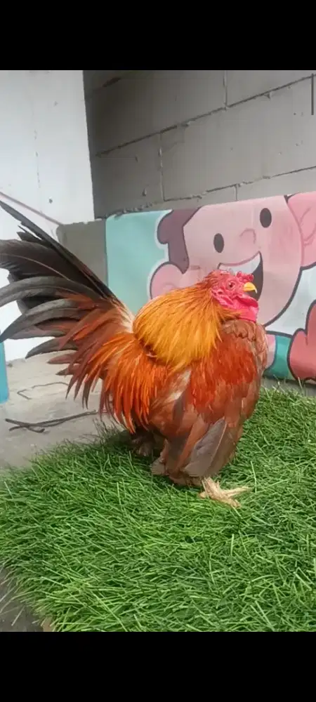 Ayam serama jantan