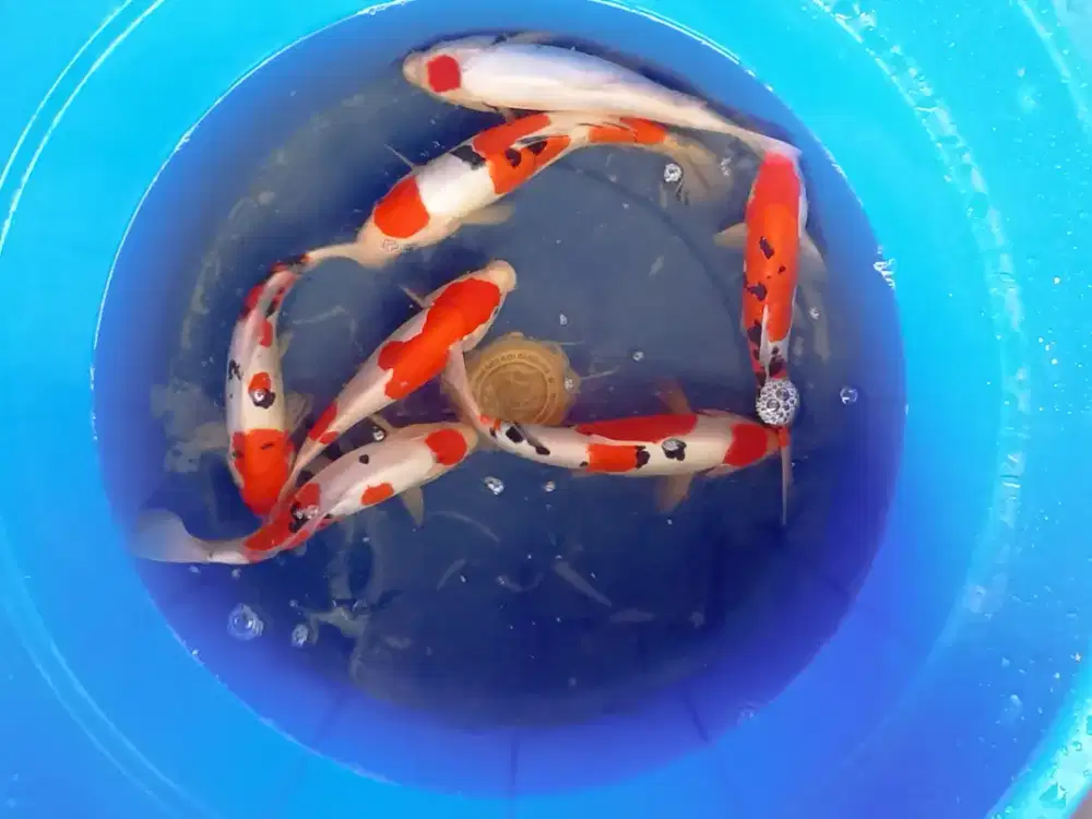 Koi Blitar Paket 7ekor Gosanke Doitsu 25-30cm Grade A