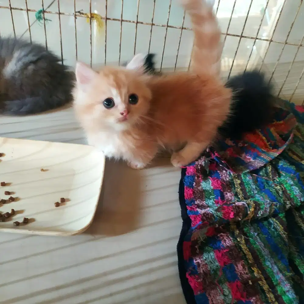 Munchkin jantan top std