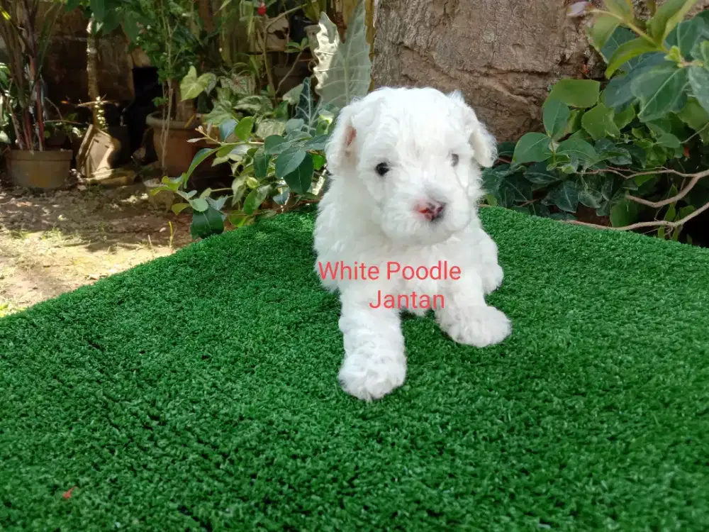 White Poodle Lucuuh