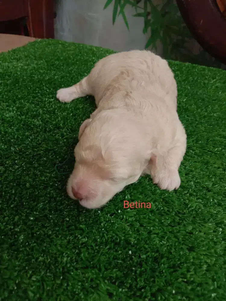Poodle Apricot Imutsss